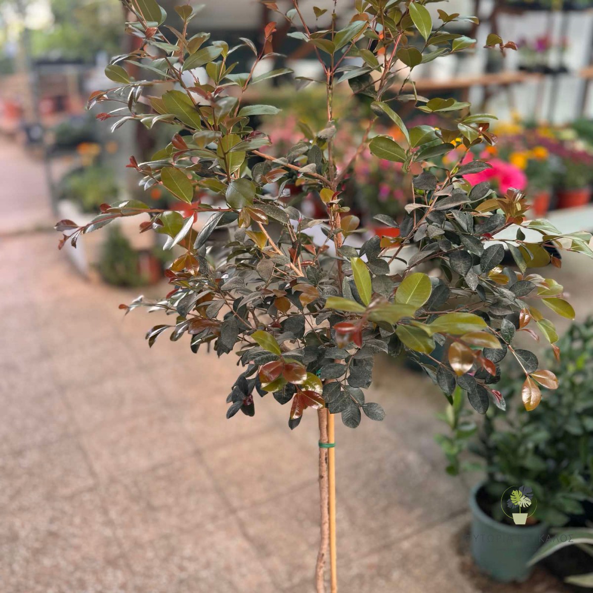 Ευγενία (Eugenia myrtifolia) - 2
